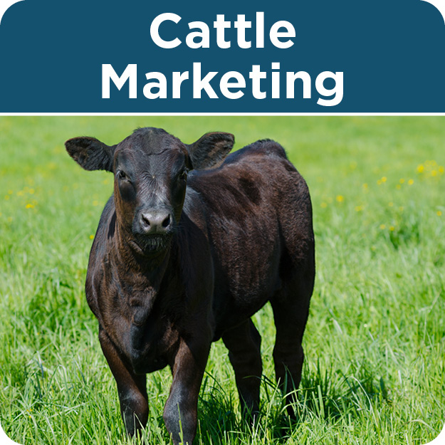 Livestock Marketing - United Producers